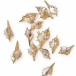 آویز صدف آبکاری کد D